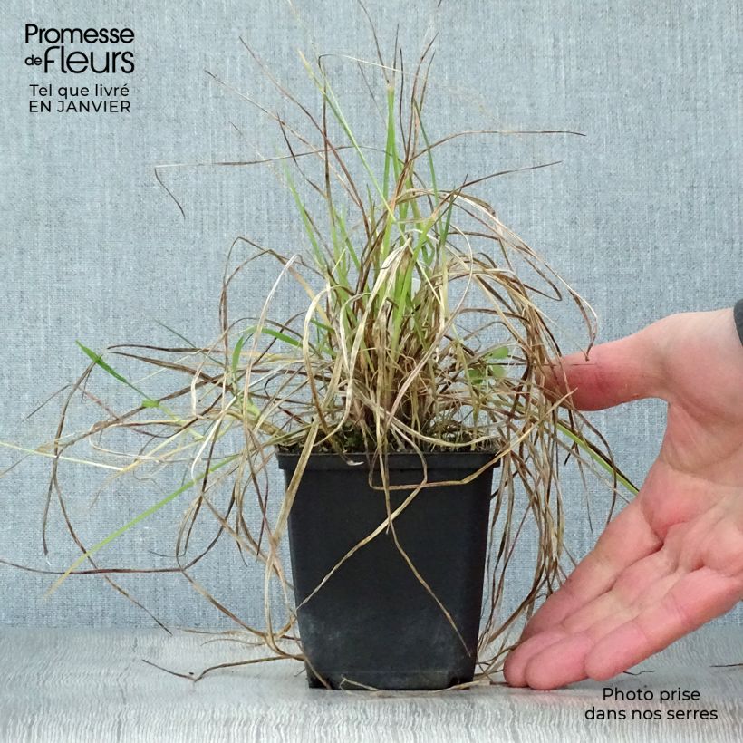 Exemplar von Fackellilie Little Maid - Kniphofia Kleine Töpfe von 8/9 cm wie im Winter geliefert