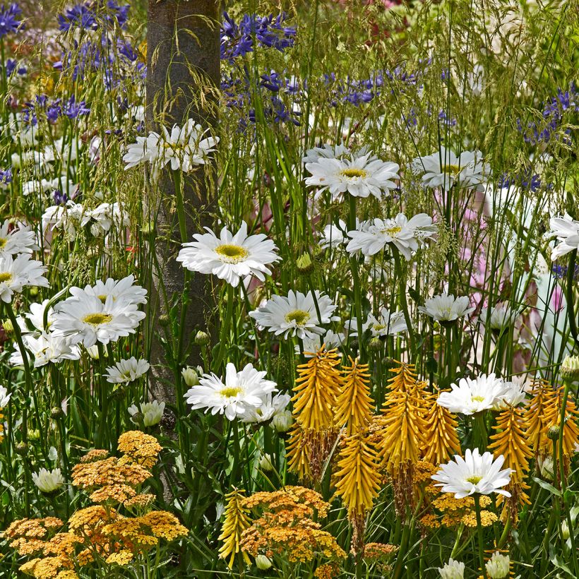 Fackellilie Little Maid - Kniphofia (Plant habit)