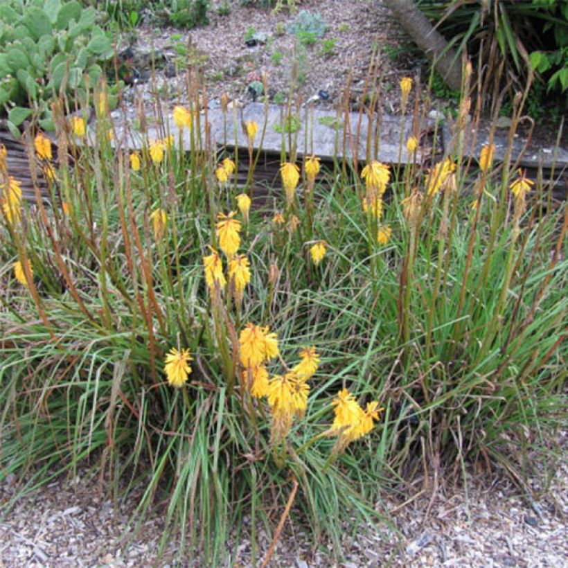 Fackellilie Minister Verschuur - Kniphofia (Flowering)
