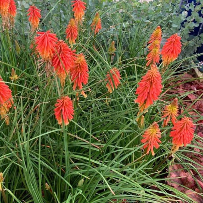 Fackellilie Papaya Popsicle - Kniphofia (Plant habit)