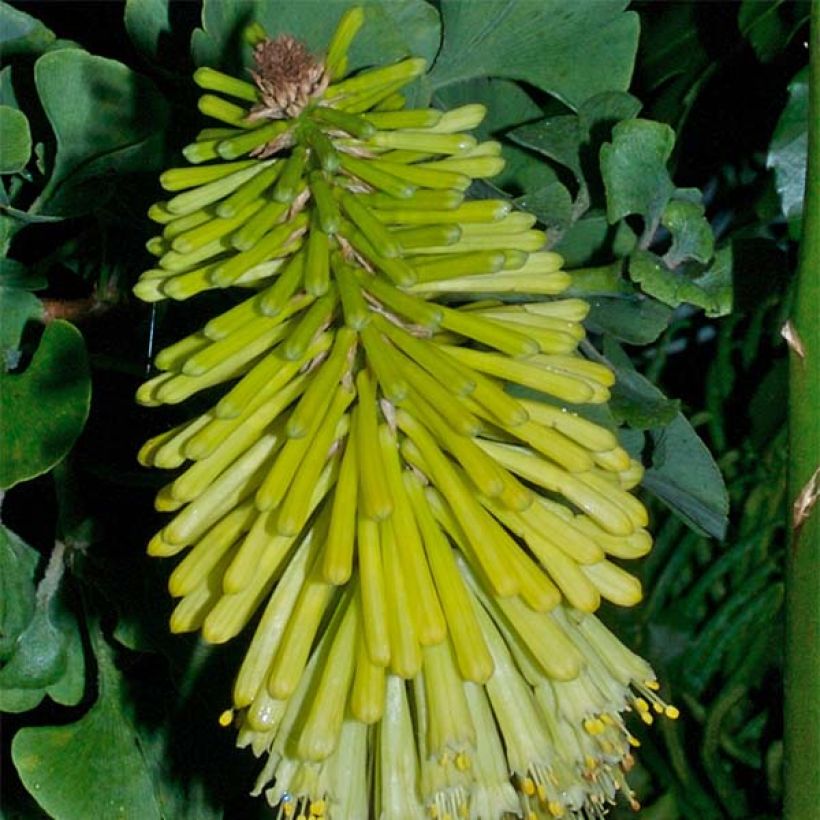 Fackellilie Percy s Pride - Kniphofia (Flowering)