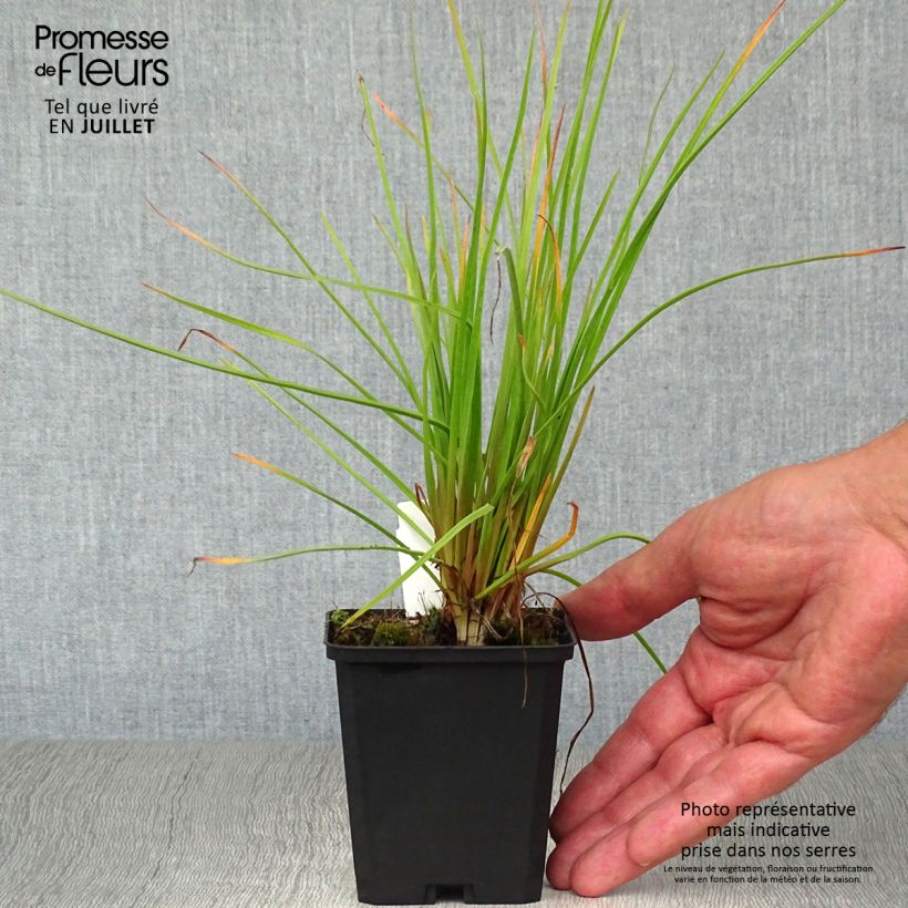Example of Fackellilie Red Rocket - Kniphofia Kleine Töpfe von 8/9 cm as you get in ete