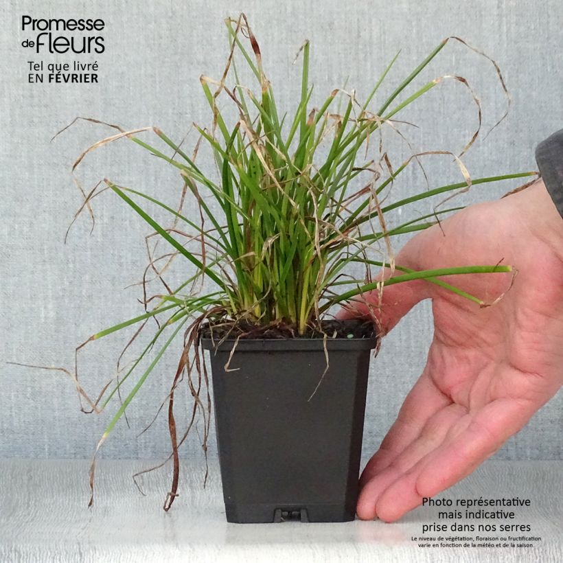 Exemplar von Fackellilie Red Rocket - Kniphofia Kleine Töpfe von 8/9 cm wie im Winter geliefert