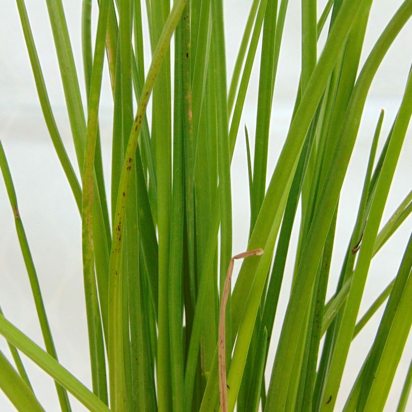 Fackellilie Redhot Popsicle - Kniphofia (Foliage)