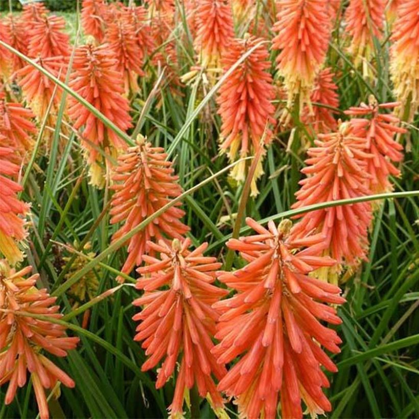 Fackellilie Redhot Popsicle - Kniphofia (Flowering)