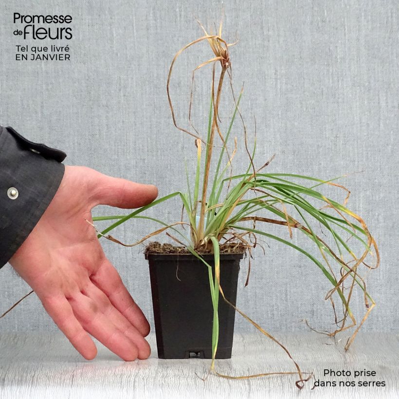 Exemplar von Fackellilie Redhot Popsicle - Kniphofia Kleine Töpfe von 8/9 cm wie im Winter geliefert