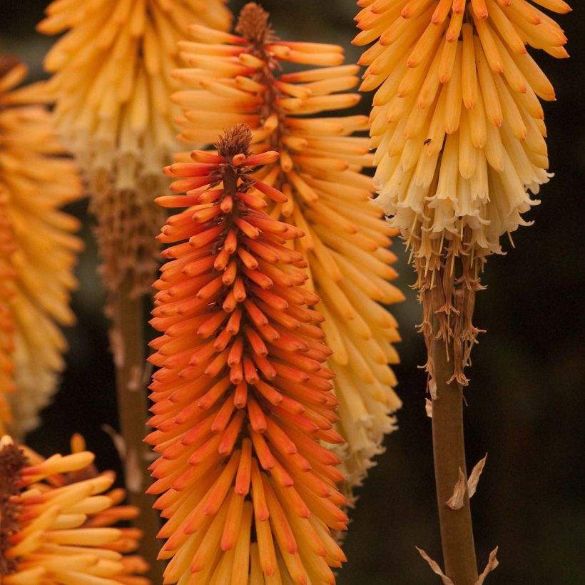 Fackellilie Tawny King - Kniphofia (Flowering)