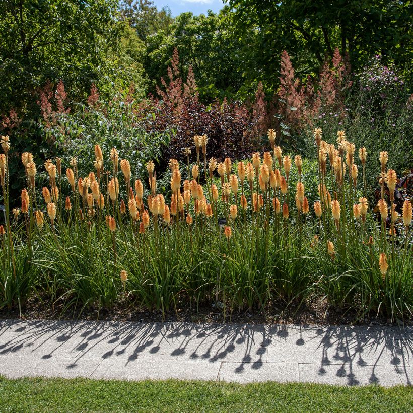 Fackellilie Tawny King - Kniphofia (Plant habit)