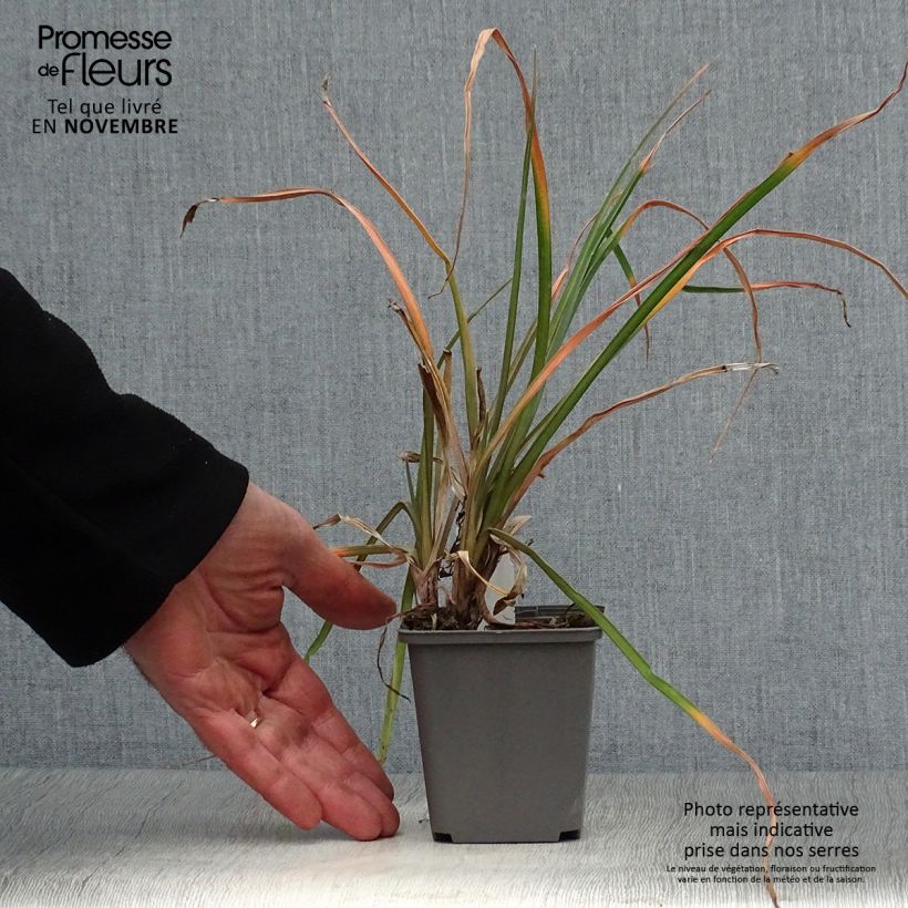 Example of Fackellilie Tawny King - Kniphofia Kleine Töpfe von 8/9 cm as you get in automne