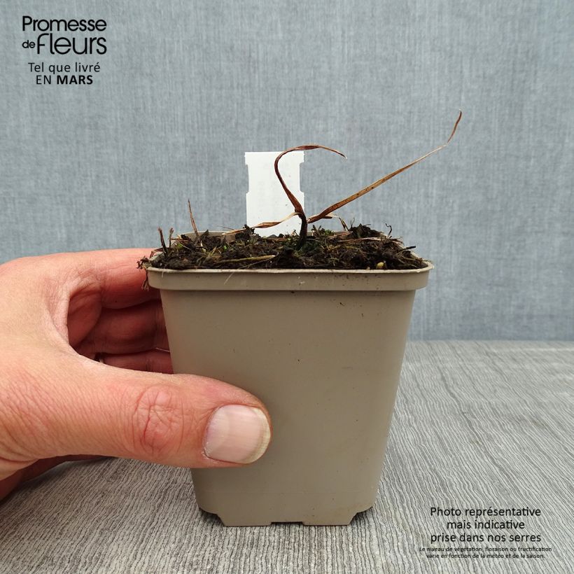 Exemplar von Fackellilie Tawny King - Kniphofia Kleine Töpfe von 8/9 cm wie im Frühjahr geliefert