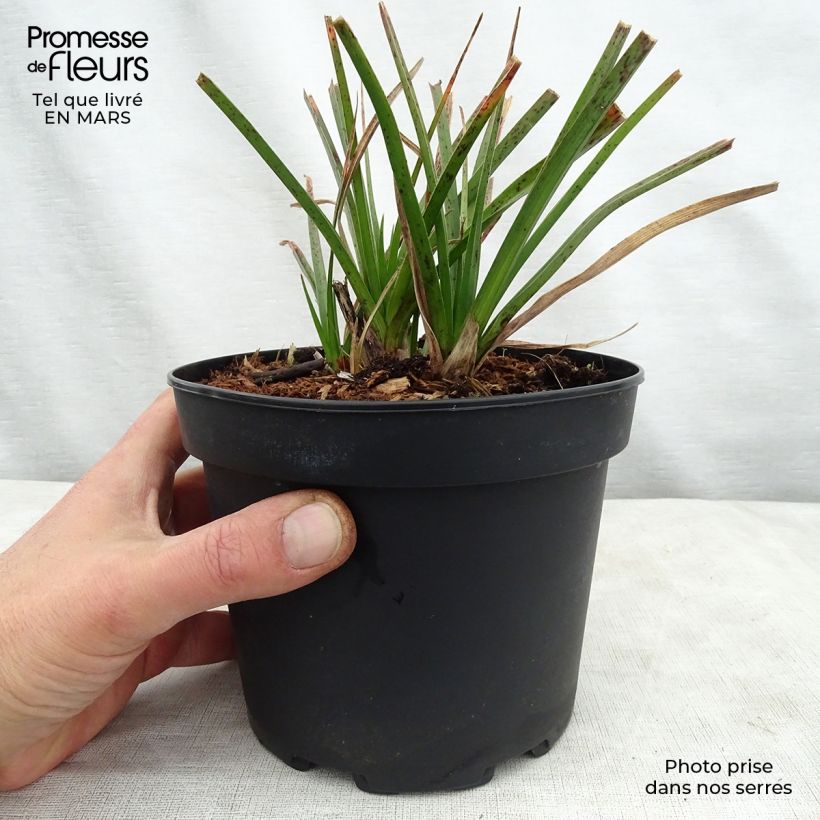 Example of Fackellilie Tawny King - Kniphofia Topf mit 2L/3L as you get in printemps
