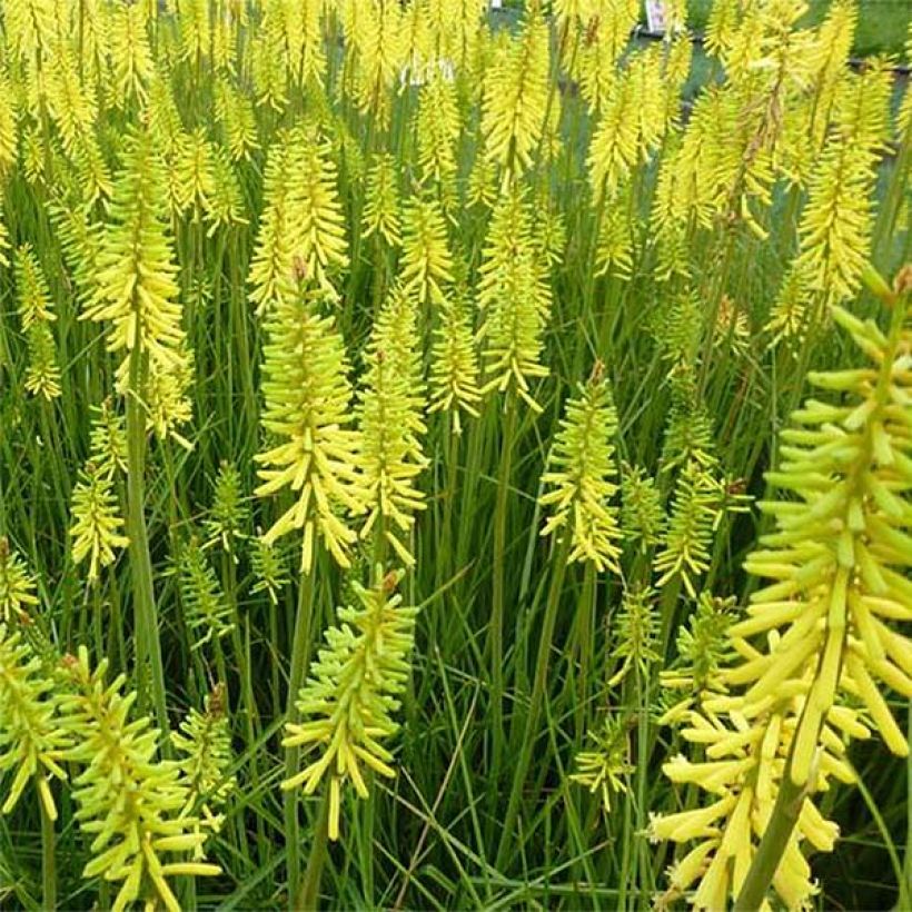 Fackellilie Vanilla - Kniphofia (Flowering)
