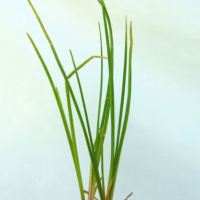 Fackellilie Vanilla - Kniphofia (Foliage)