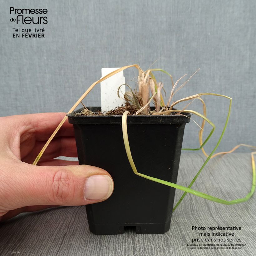 Exemplar von Fackellilie Vanilla - Kniphofia Kleine Töpfe von 8/9 cm wie im Winter geliefert