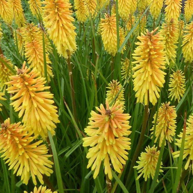 Fackellilie Wrexham Buttercup - Kniphofia (Flowering)