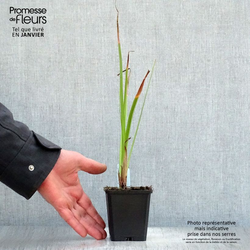 Exemplar von Fackellilie Wrexham Buttercup - Kniphofia Kleine Töpfe von 8/9 cm wie im Winter geliefert