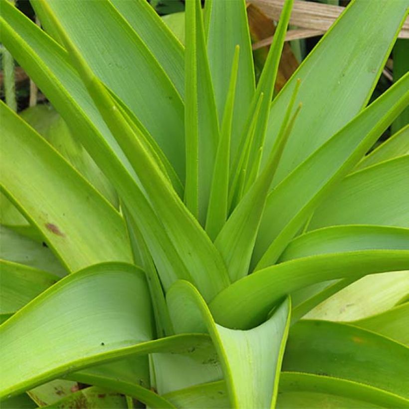 Kniphofia northiae - Fackellilie (Foliage)