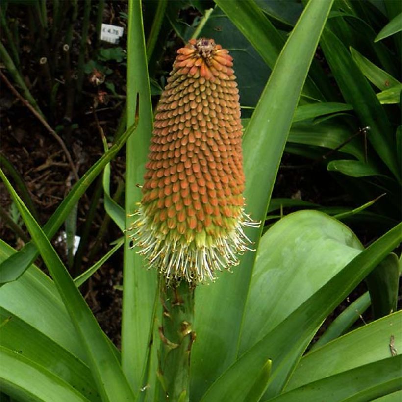 Kniphofia northiae - Fackellilie (Flowering)