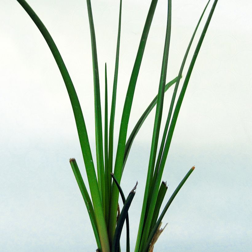 Kniphofia rooperi - Fackellilie (Foliage)