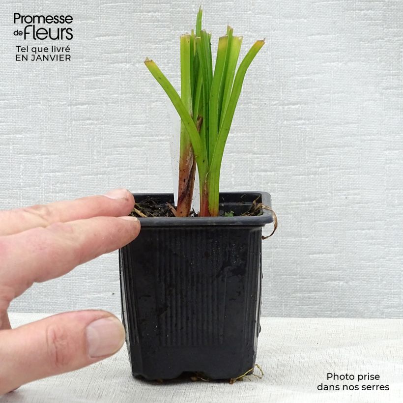 Exemplar von Kniphofia rooperi - Fackellilie Kleine Töpfe von 8/9 cm wie im Winter geliefert