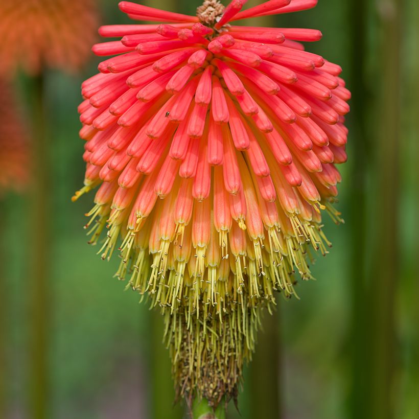 Kniphofia rooperi - Fackellilie (Flowering)