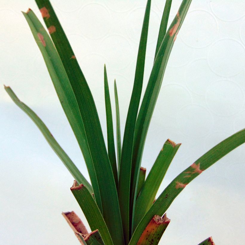 Garten-Fackellilie - Kniphofia uvaria (Foliage)