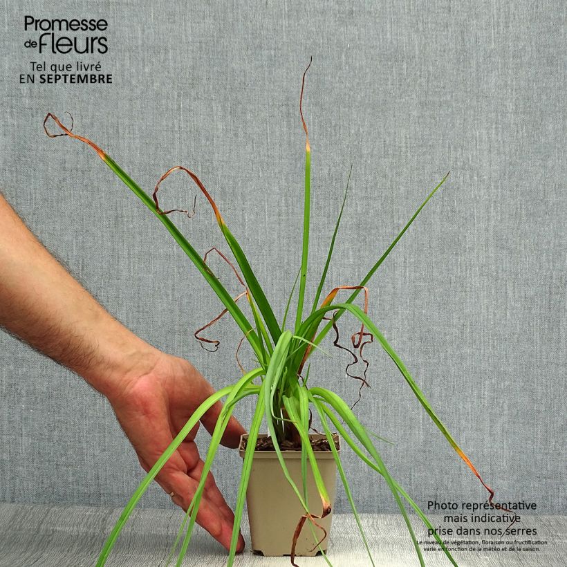 Example of Fackellilie Green Jade - Kniphofia Kleine Töpfe von 8/9 cm as you get in automne