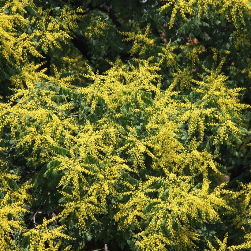 Koelreuteria paniculata - Blasenesche (Flowering)