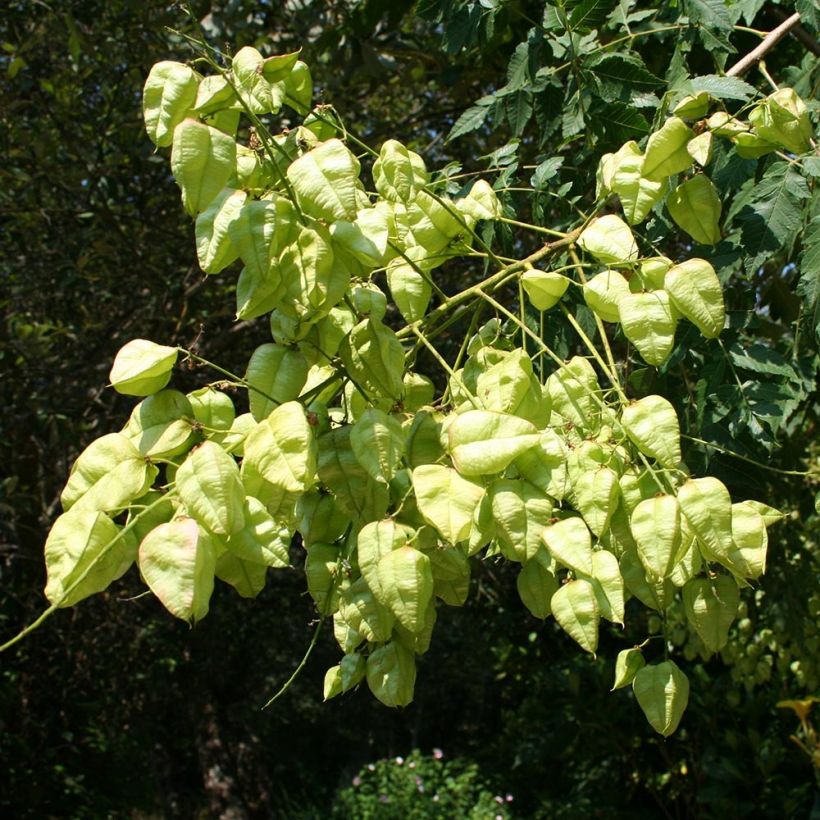Koelreuteria paniculata - Blasenesche (Harvest)