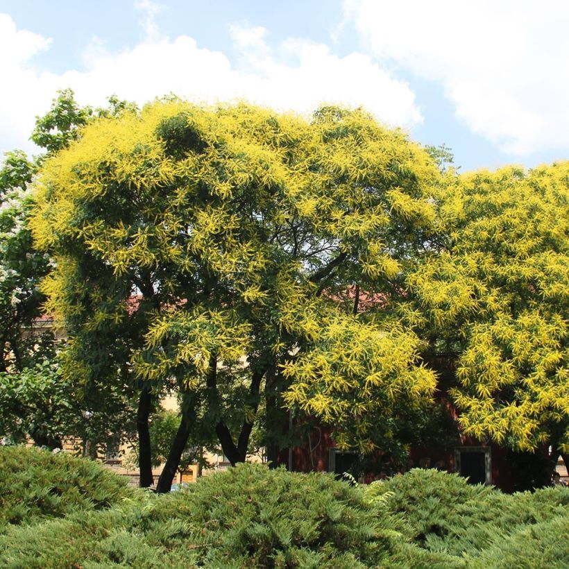 Koelreuteria paniculata - Blasenesche (Plant habit)