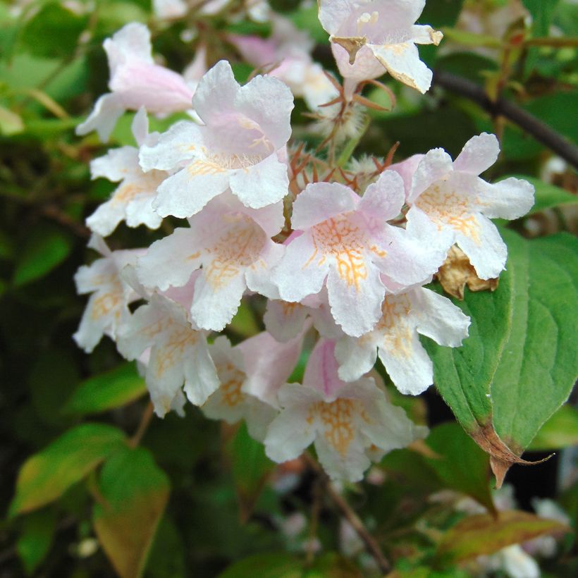 Kolkwitzia amabilis - Scheinweigelie (Flowering)