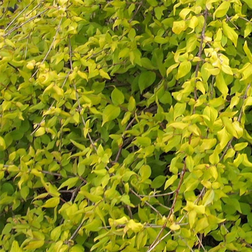 Kolkwitzia amabilis Maradco - Scheinweigelie (Foliage)