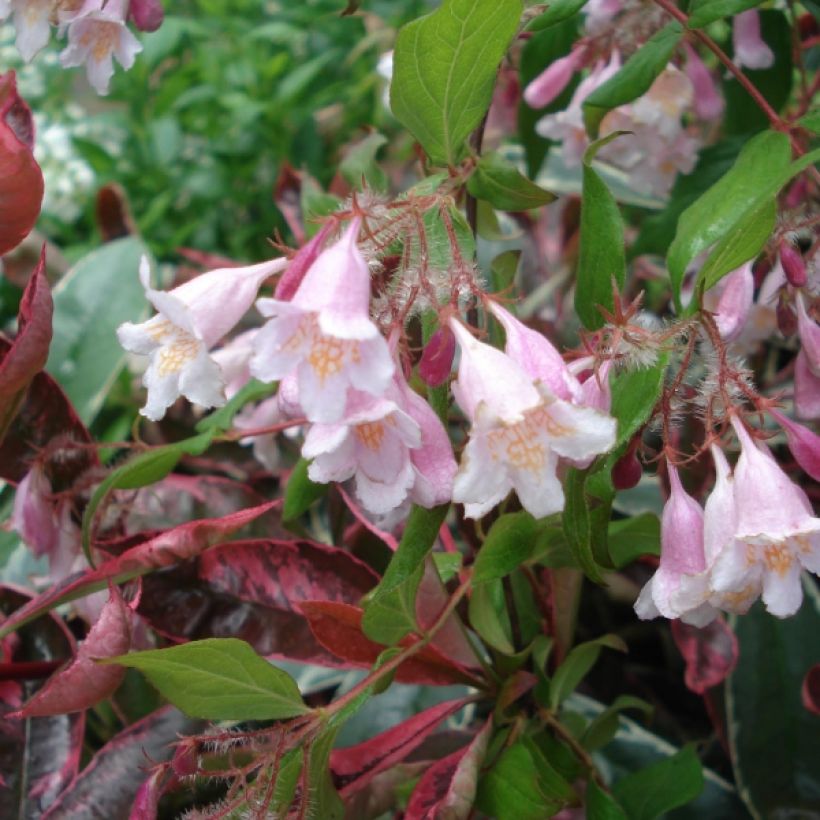 Kolkwitzia amabilis Pink Cloud - Scheinweigelie (Flowering)