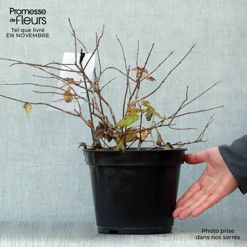 Example of Kolkwitzia amabilis Pink Cloud - Scheinweigelie Topf mit 3L/4L as you get in automne
