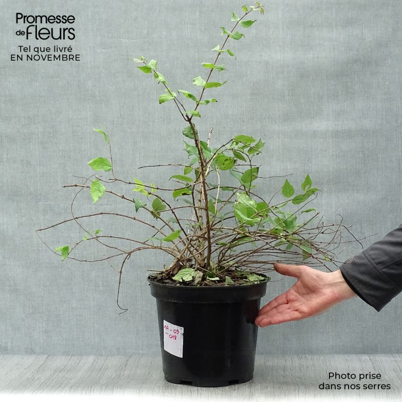 Example of Kolkwitzia amabilis Pink Cloud - Scheinweigelie Topf mit 6L/7L as you get in automne