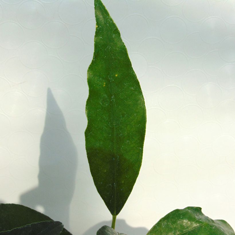 Kumquat - Citrus japonica (Foliage)