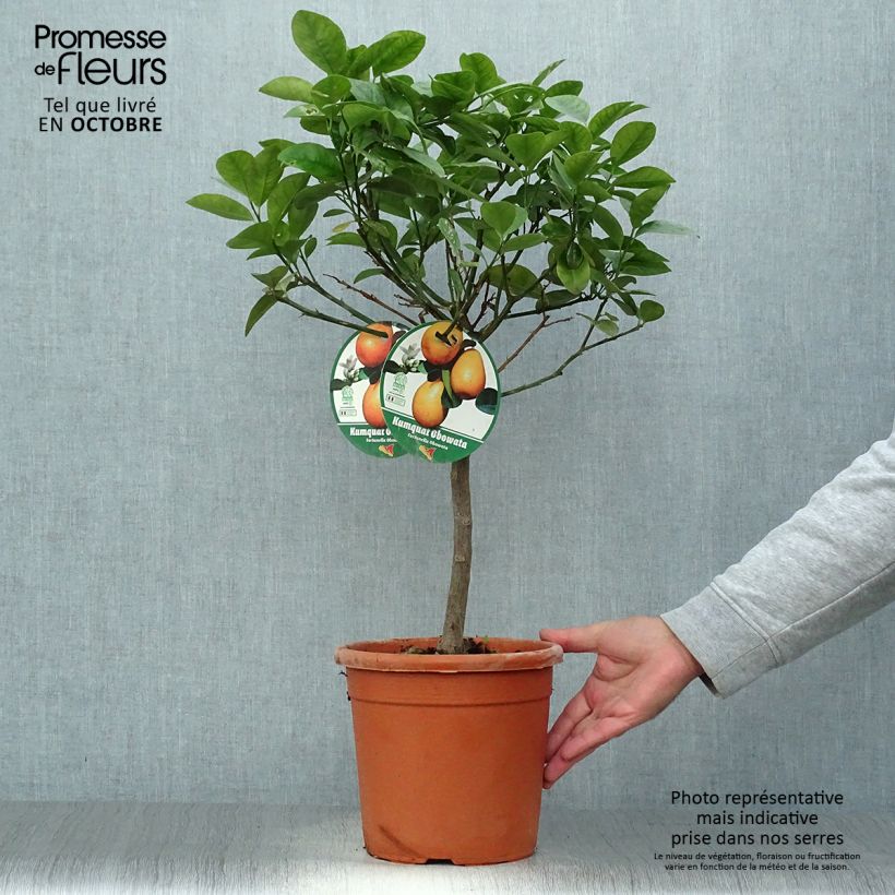 Example of Kumquat obovata - Citrus japonica Topf mit 4L/5L, 1/4 Stängel as you get in automne
