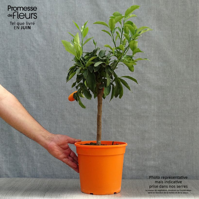 Exemplar von Kumquat obovata - Citrus japonica Topf mit 4L/5L, 1/4 Stängel wie im Sommer geliefert