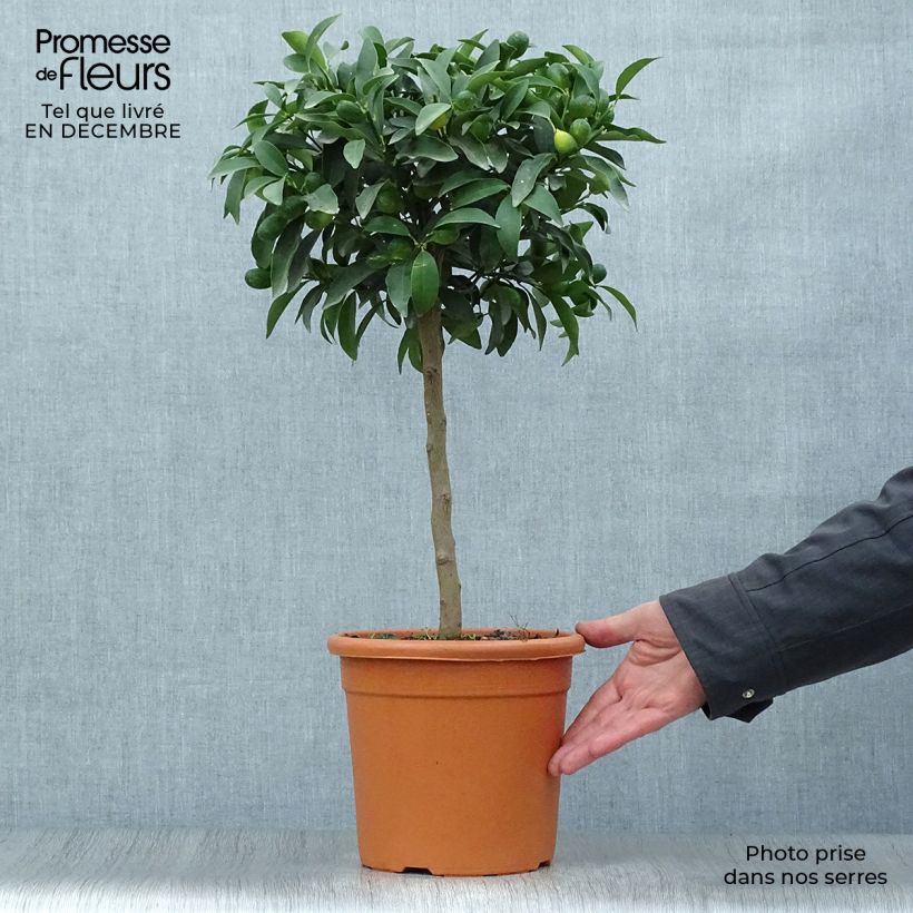 Example of Kumquat - Citrus japonica Topf mit 4L/5L, 1/4 Stängel as you get in hiver