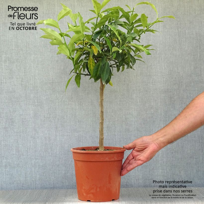 Example of Kumquat - Fortunella margarita Topf mit 4L/5L as you get in automne