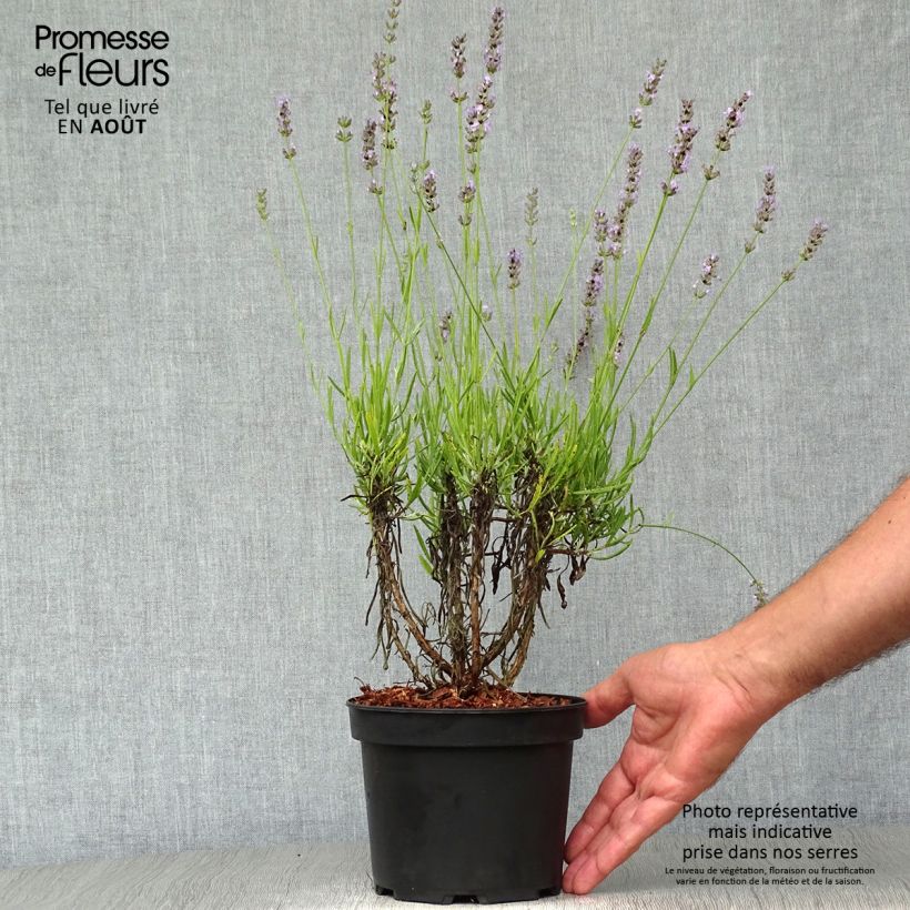 Exemplar von Lavandula intermedia Grappenhall - Provence-Lavendel Topf mit 2L/3L wie im Sommer geliefert