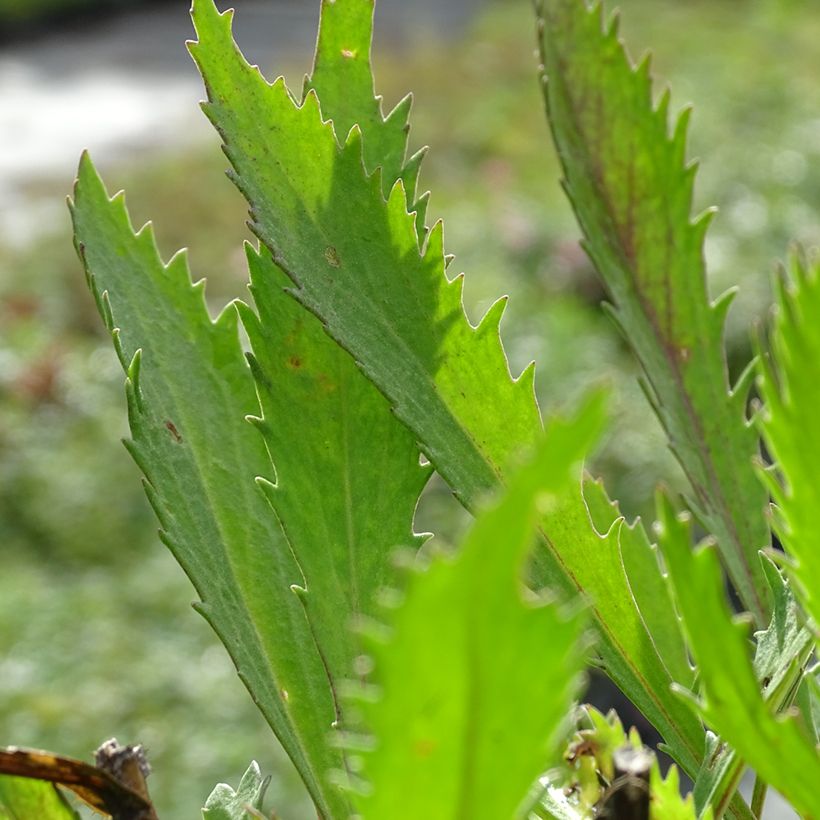 Großblumige Margerite Petite Princesse d'Argent - Leucanthemum (Foliage)