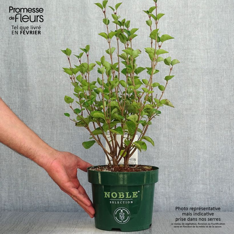 Example of Syringa Tinkerbelle - Zwerg-Duftflieder Topf mit 2L/3L as you get in automne