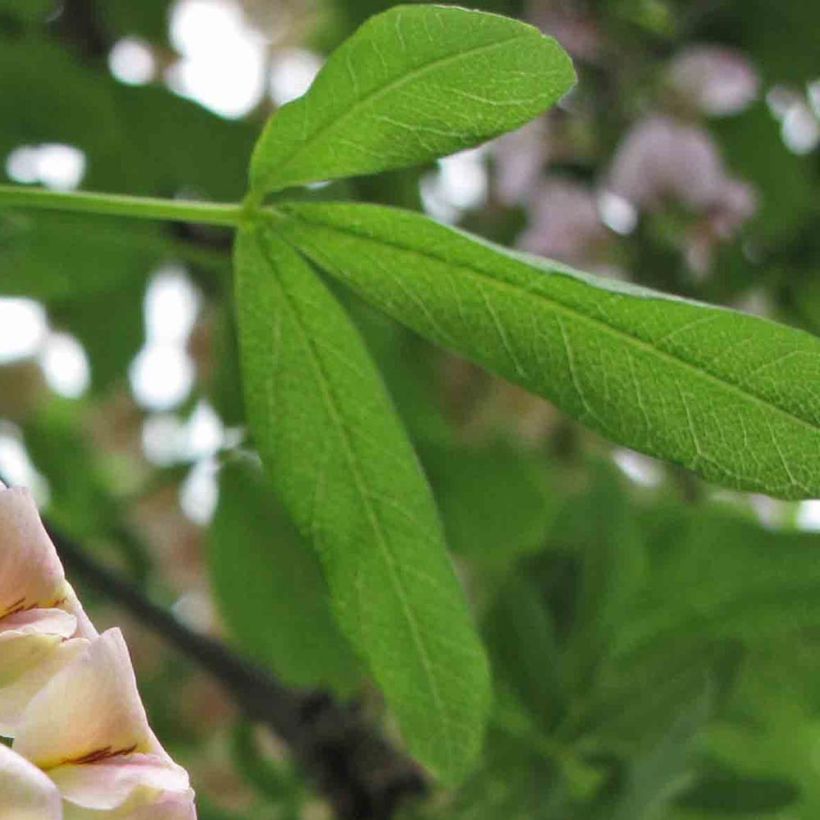 Laburnocytisus adamii - Geißkleegoldregen (Foliage)