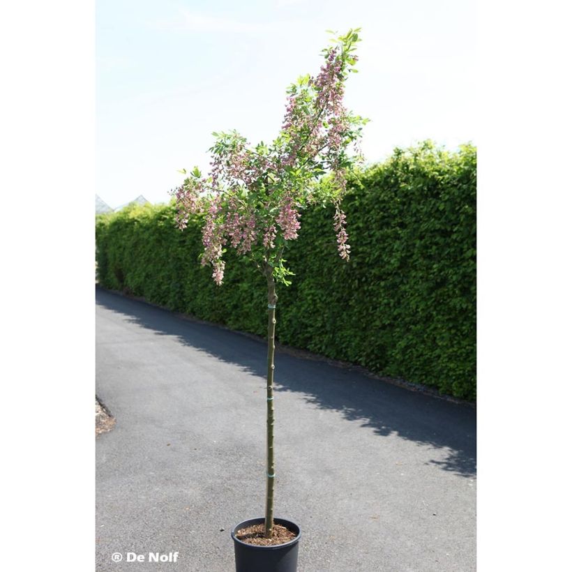 Laburnocytisus adamii - Geißkleegoldregen (Plant habit)