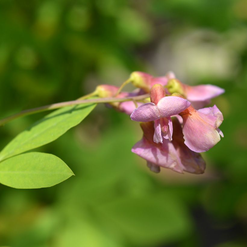 Laburnocytisus adamii - Geißkleegoldregen (Flowering)