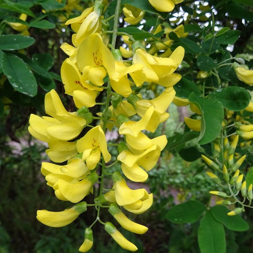 Laburnum alpinum Pendulum - Alpen-Goldregen (Flowering)