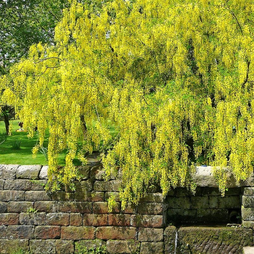 Laburnum alpinum Pendulum - Alpen-Goldregen (Plant habit)