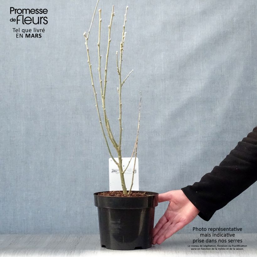 Exemplar von Laburnum anagyroides - Gewöhnlicher Goldregen Topf mit 2L/3L wie im Frühjahr geliefert