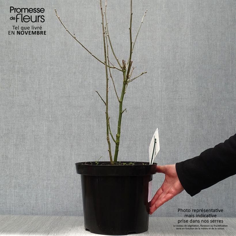 Example of Laburnum anagyroides - Gewöhnlicher Goldregen Topf mit 7,5L/10L as you get in automne